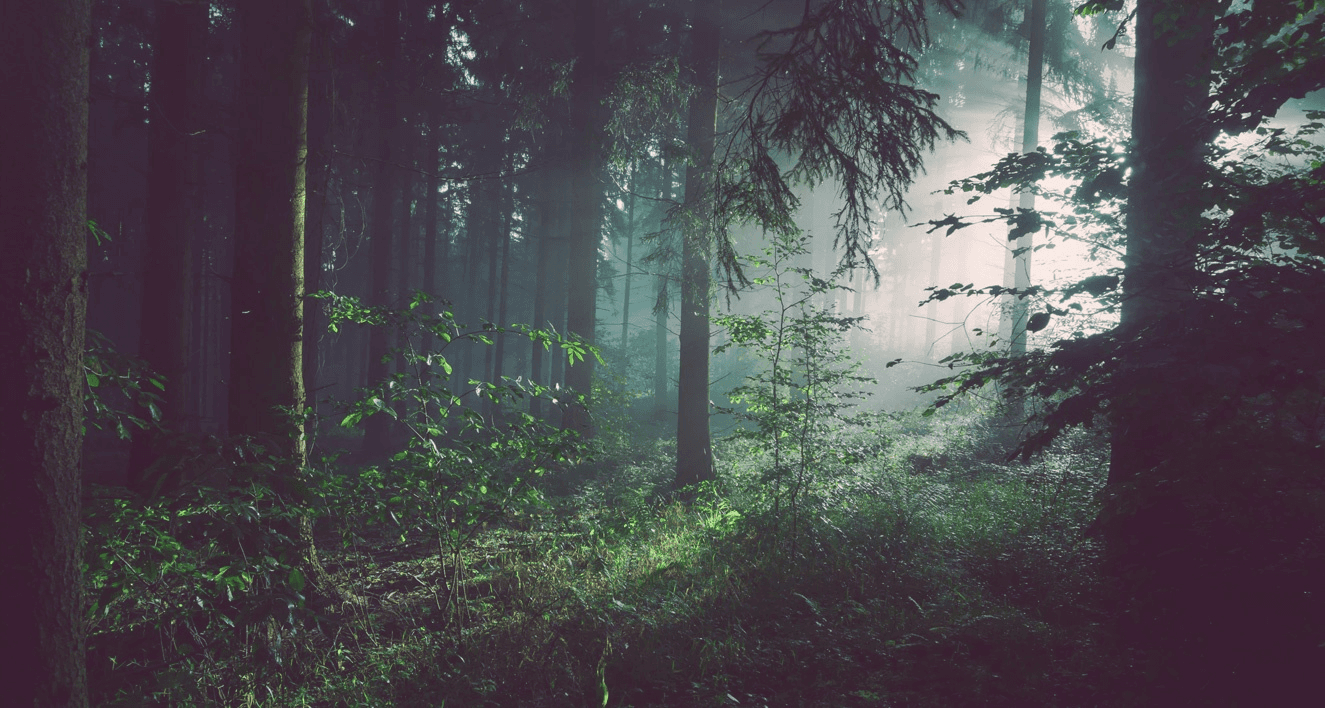 A misty forest scene with tall trees and a path winding through the greenery, illuminated by soft light.